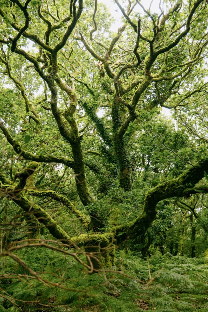 Woodland featured by Plant One in Cornwall