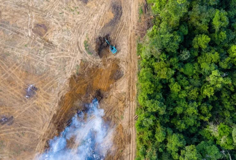 Rainforest conservation landscape