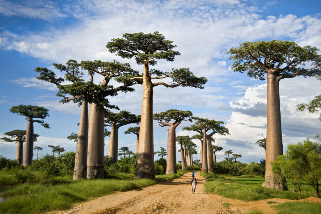 Baobab trees along a dirt road called the Avenue of the Baobabs in Morondava, Madagascar - Full Credit to getty images-157863121-50