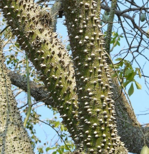 the silk floss tree spiked tree trunk photo credit projectnoah.org