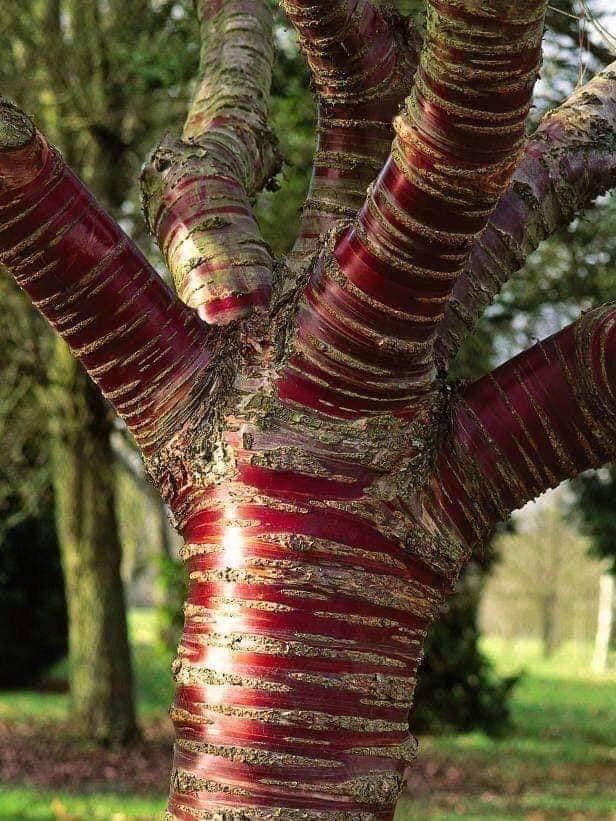 tibetan cherry tree red bark photo credit reddit