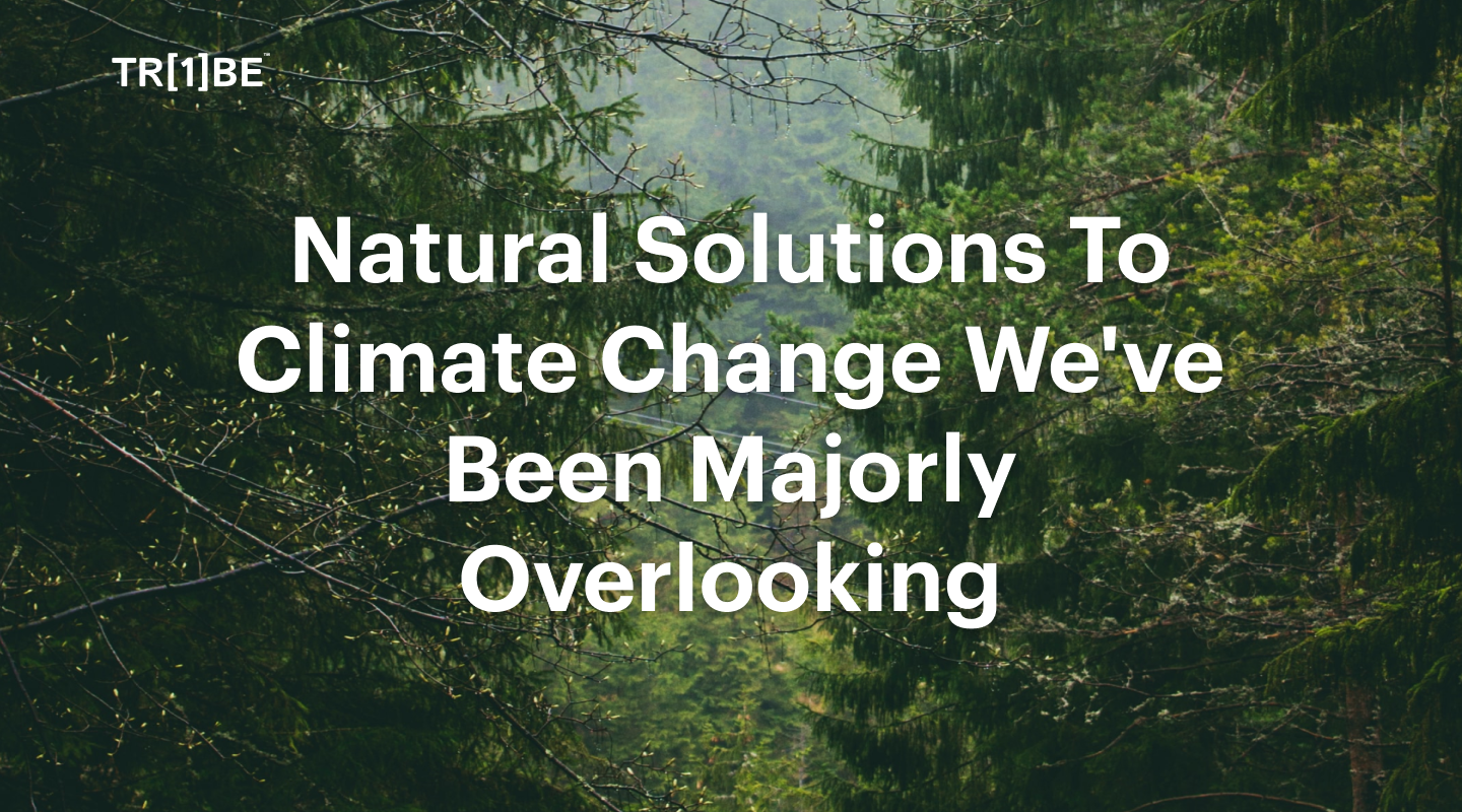 Natural Solutions To Climate Change We've Been Majorly Overlooking (2)