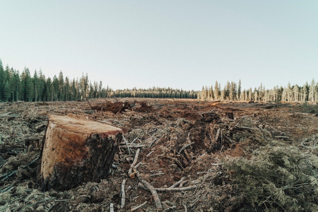 Forest chopped down CREDIT Unsplash