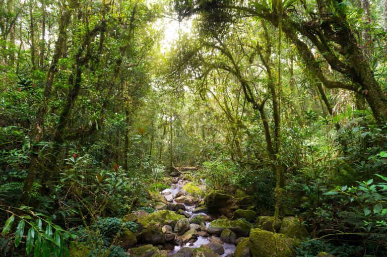 Nature rain forest with morning sunlight at Kinabalu Park,Malaysia,Asia