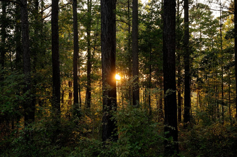Sunlight filtering through tall trees in a peaceful forest at sunset
