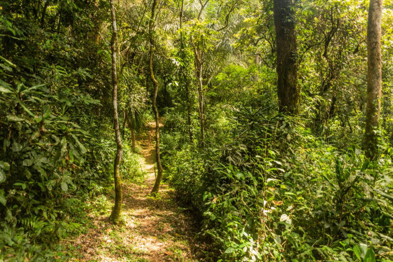 Hiking trail in Kakamega Forest Reserve, Kenya