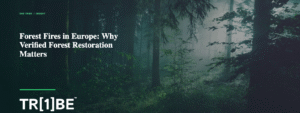 Forest fires in Europe and verified forest restoration