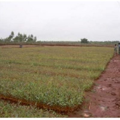 0000466_reforestation-of-degraded-land-by-mtpl-in-india