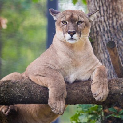 Cougar animal relax on tree