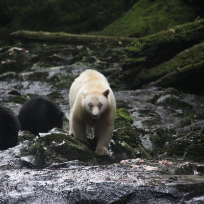 Spirit Bear and cubs, nera Hartley Bay, Canada