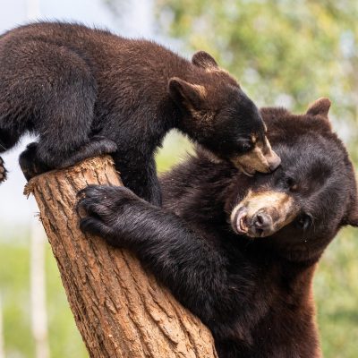 Baby black bear playing in the tree