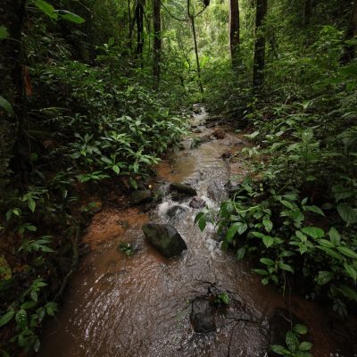 Rainforest creek in China