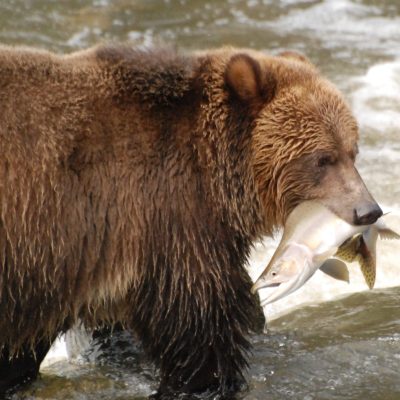 This bear just caught a nice big pink salmon