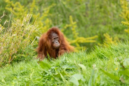 Bornean orangutan in the wild nature. Central Bornean orangutan