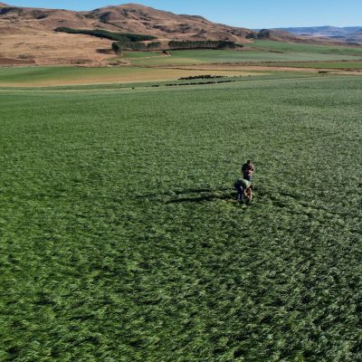 Biomass sampling on a cover crop-ufx8bq