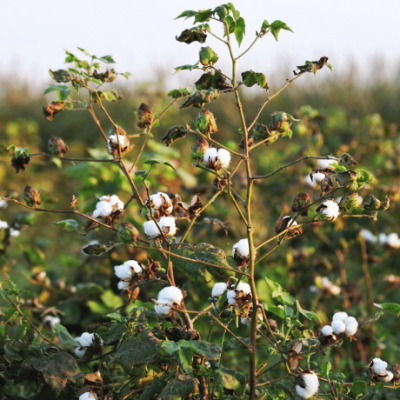 Boomitra Cotton Farming