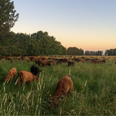 Boomitra SA Grassland Cattle Grazing