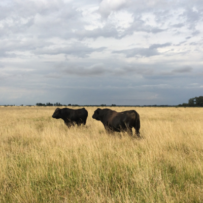 Boomitra SA Grassland Cattle Grazing(1)