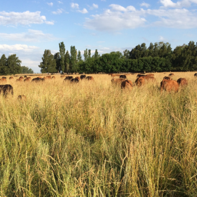Boomitra SA Grassland Grazing Cattle
