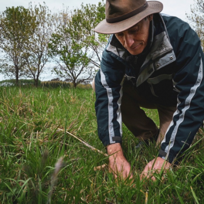 Boomitra SA Grassland Rancher
