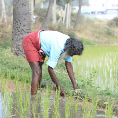 Boomitra URVARA Rice Farmer
