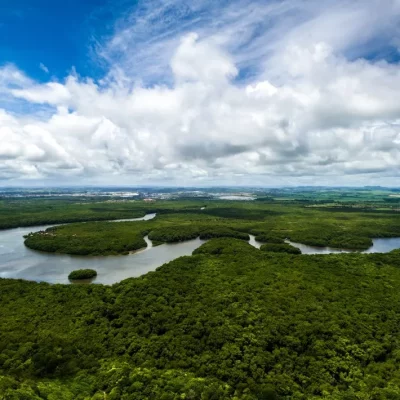 Brazilian-Rainforest-by-Gustavo-Frazao-shutterstock_476663035-min-aspect-ratio-1000-710-1.webp