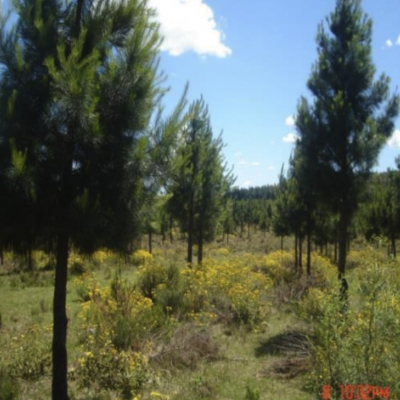 Captura de Tela 2024-11-07 às 14.59.02