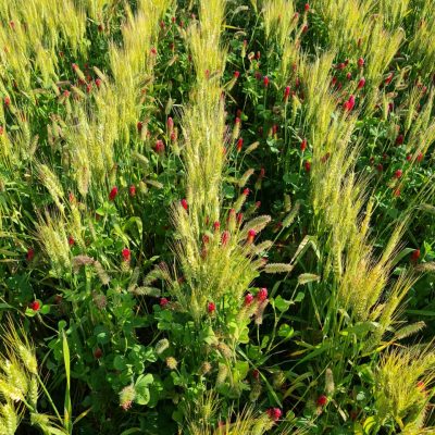 Crimson clover intercropped with wheat to reduce fertilizer usage-b4h3jv