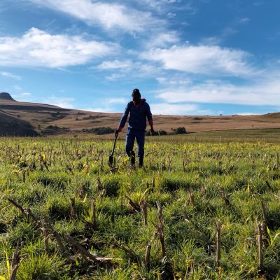Farm worker inspecting a cover crop field-5ns92w