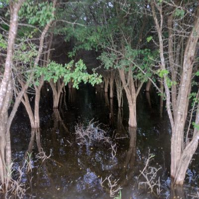 Flooded Logwood plantation