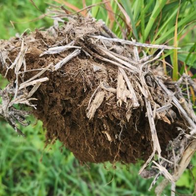 Good soil structure in a winter cover crop-8l95b6