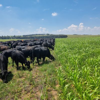 High-density grazing a summer cover crop-3h9n1z