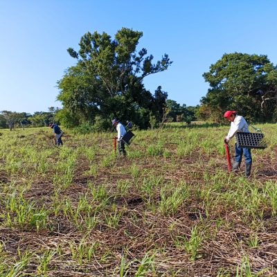 Plantacion 17Ene2022 - D