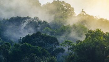 Rainforest-dusk-2-zoom