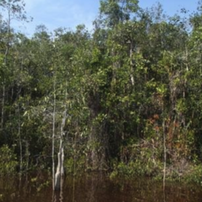 Typical vegetation condition in the freshwater swamp forest