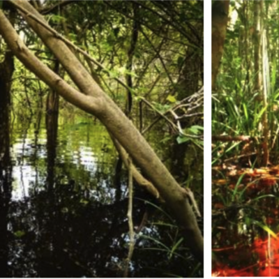 Typical vegetation condition in the mixed peat swamp forest